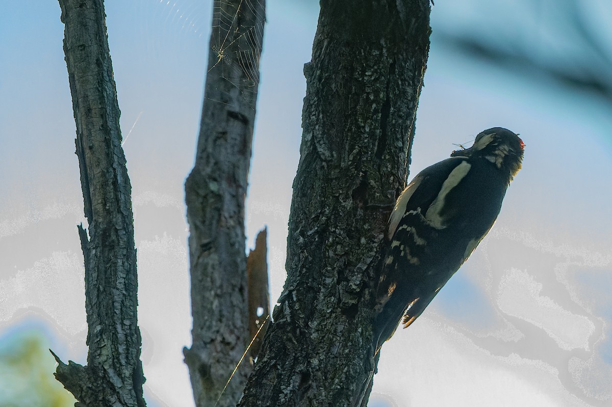 Great Spotted Woodpecker - lucien ABAH