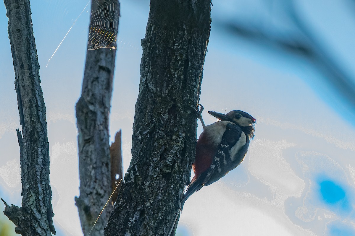 Great Spotted Woodpecker - lucien ABAH