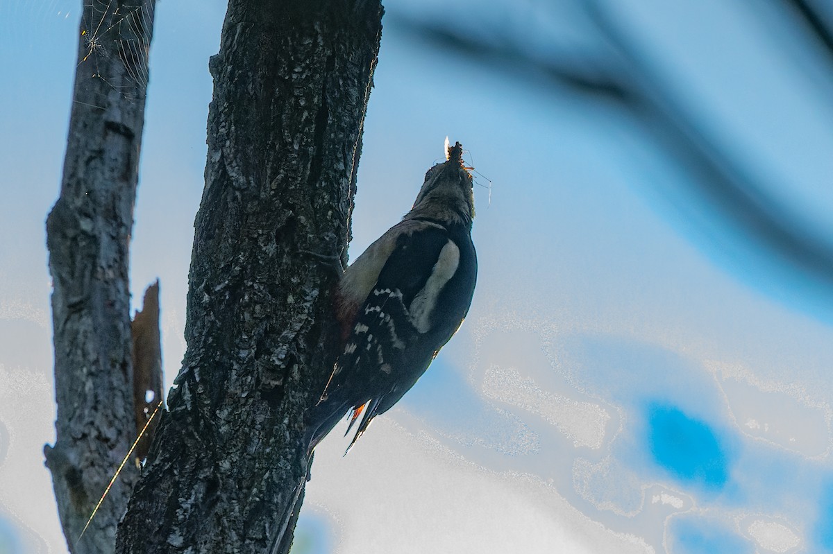 Great Spotted Woodpecker - lucien ABAH