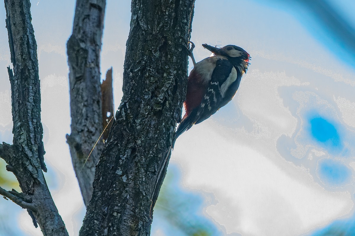 Great Spotted Woodpecker - lucien ABAH