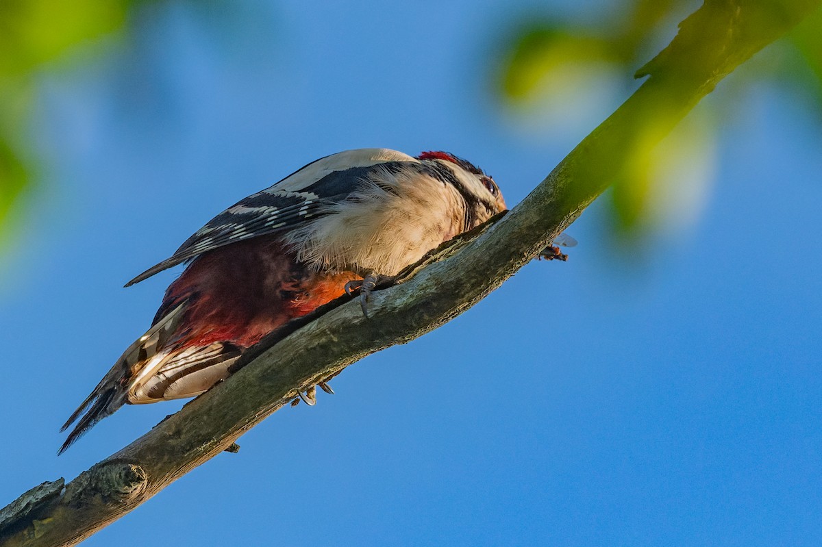 Great Spotted Woodpecker - lucien ABAH