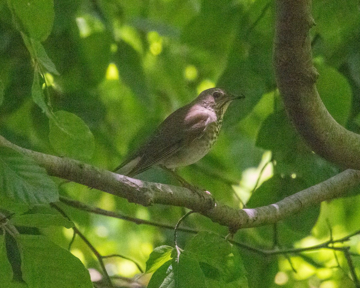 Gray-cheeked Thrush - MCHL ____