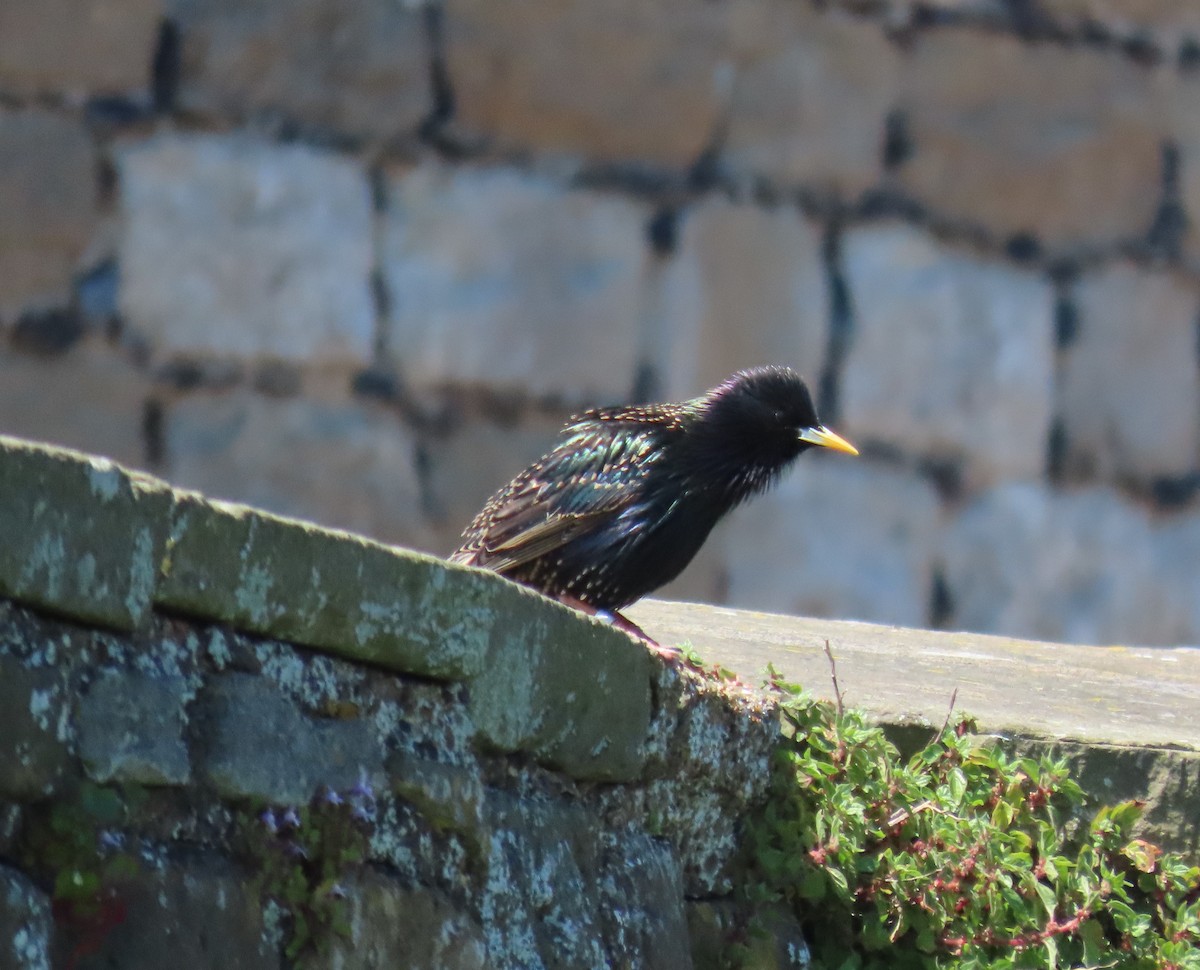 European Starling - Patsy & Tom Inglet