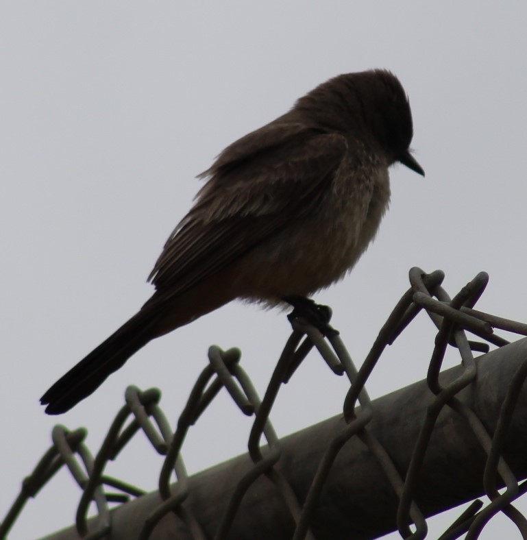 Say's Phoebe - Richard Breisch