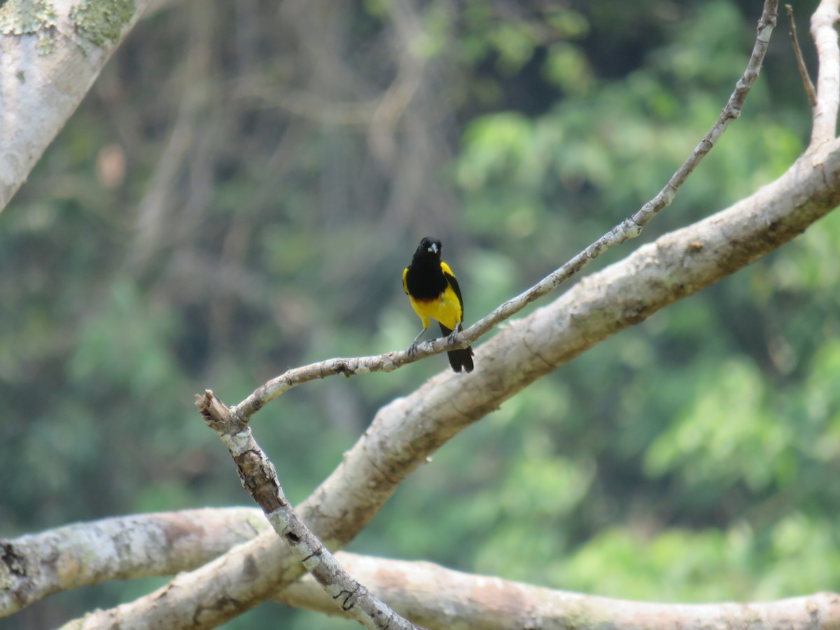 Black-cowled Oriole - Sam Holcomb