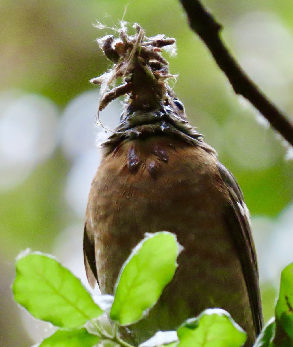 American Robin - ML619632257