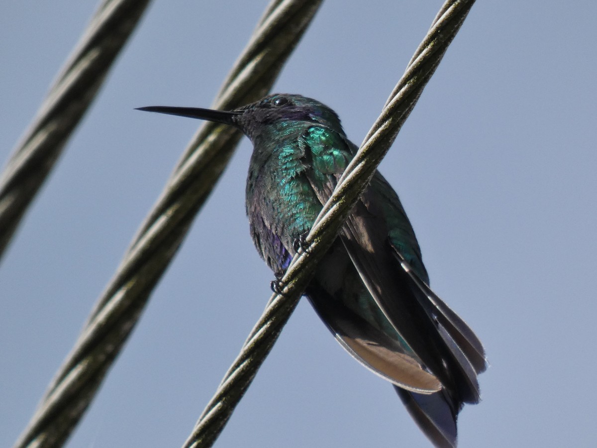 kolibřík modrolící - ML619632271