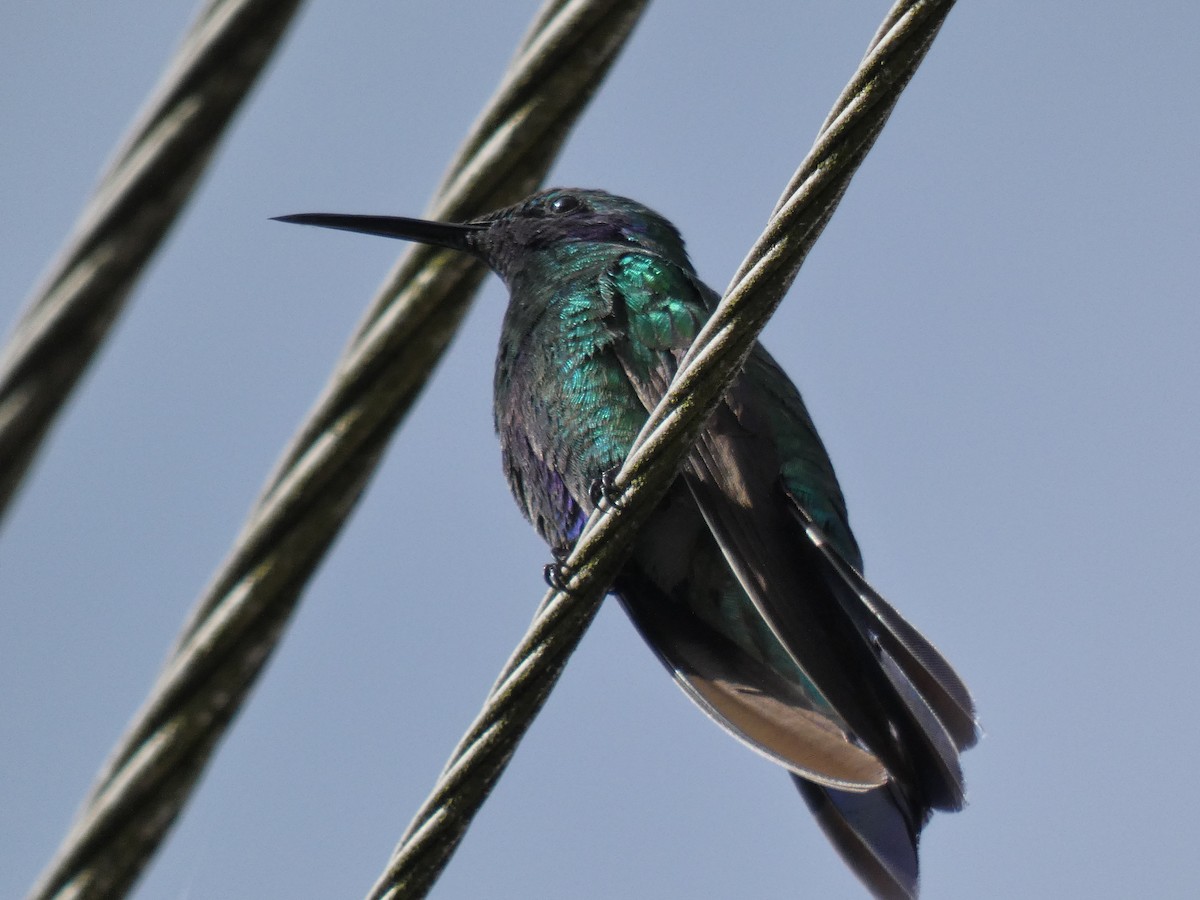 Colibrí Rutilante - ML619632271