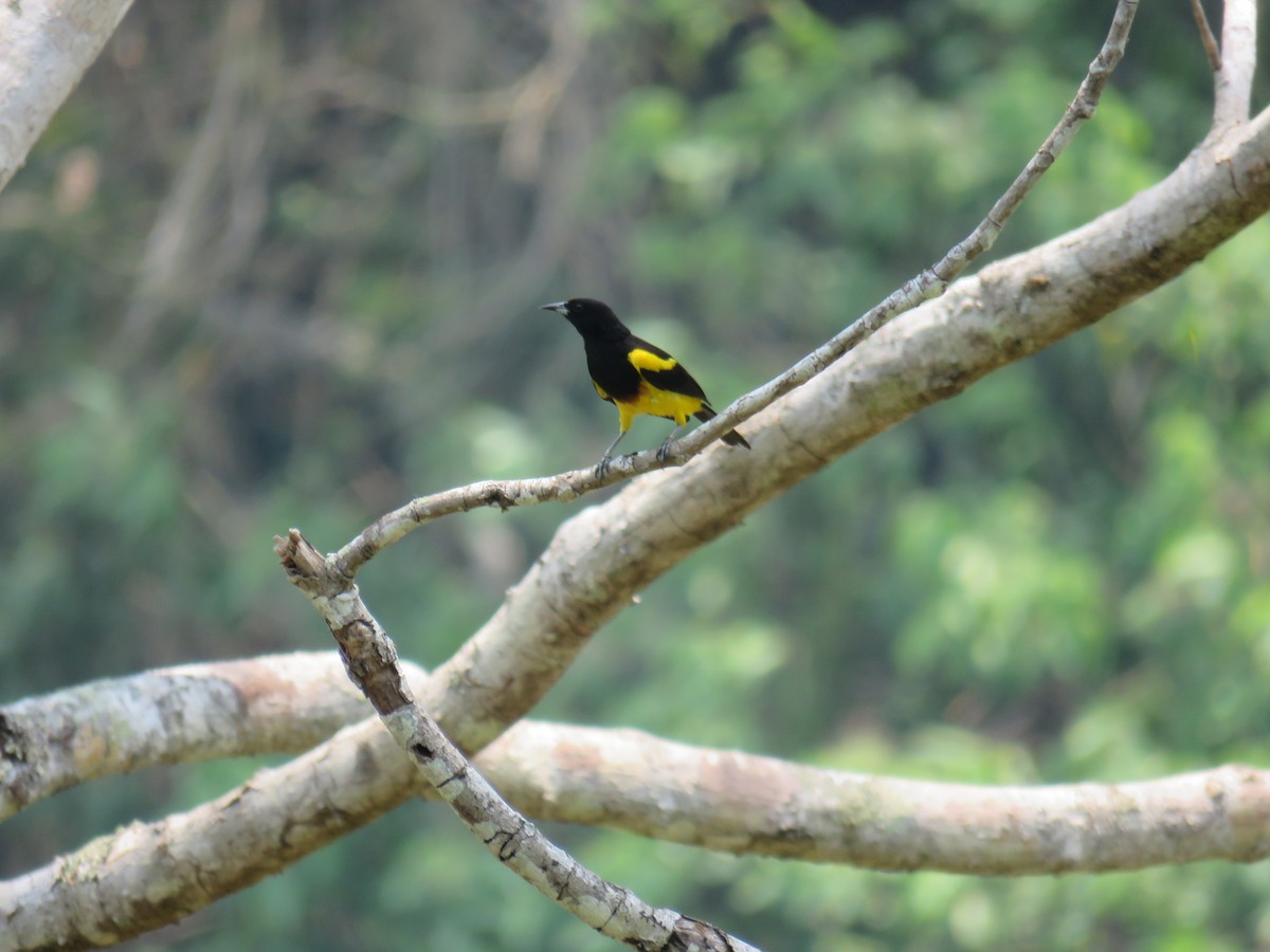 Black-cowled Oriole - Sam Holcomb