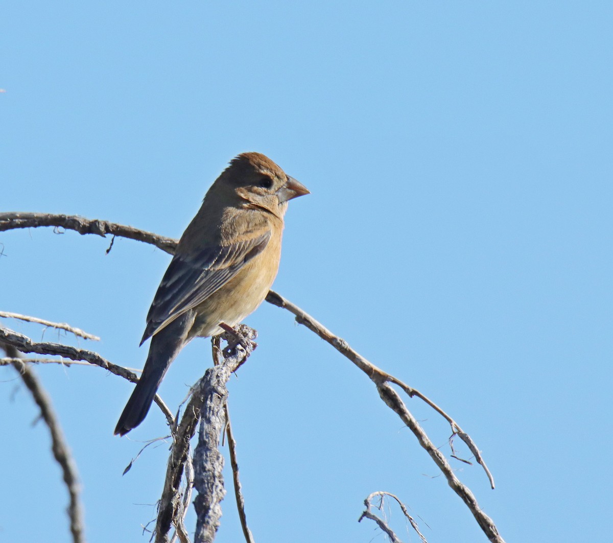 Blue Grosbeak - ML619632282