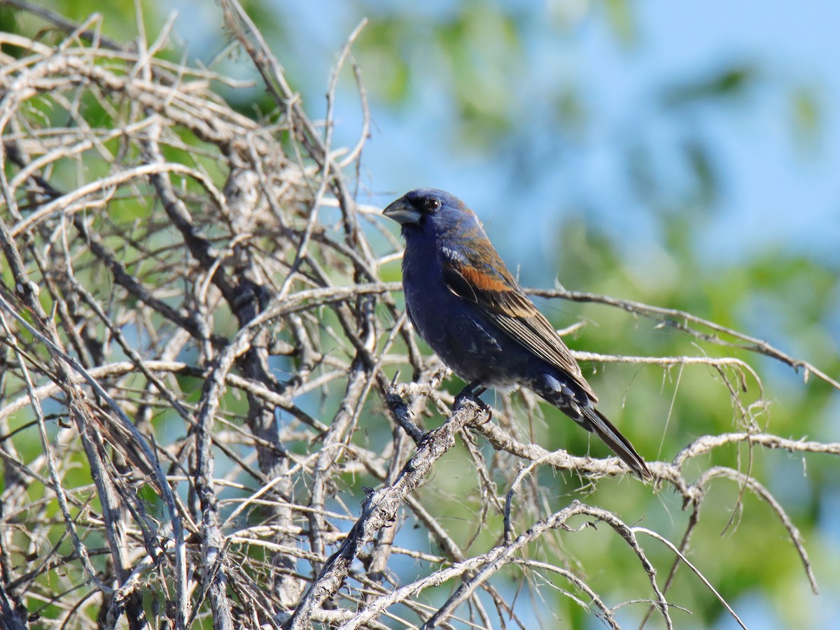 Blue Grosbeak - ML619632283