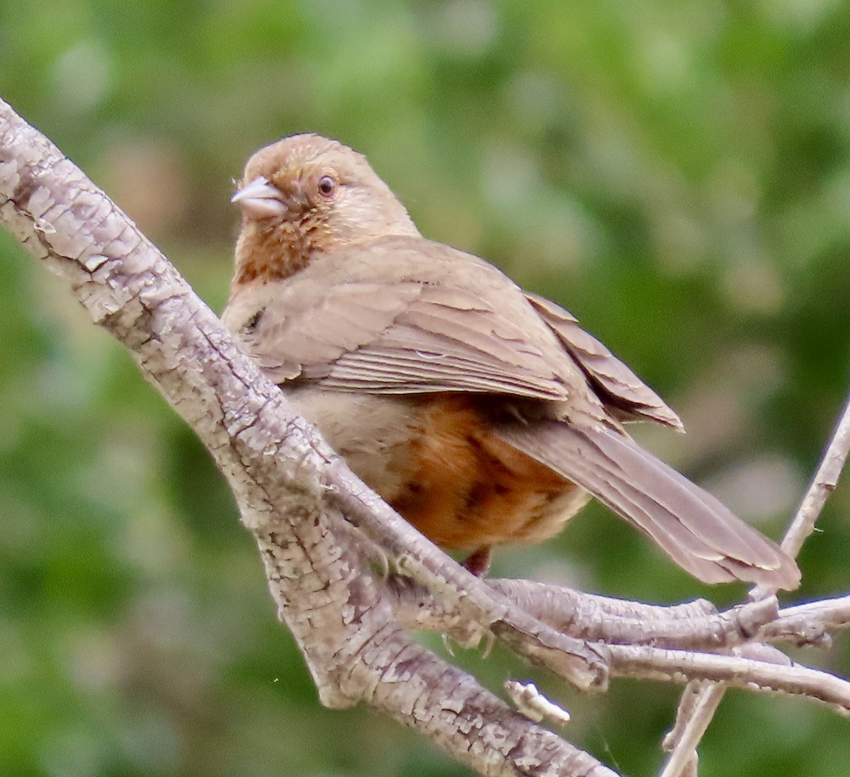 California Towhee - Becky Flanigan