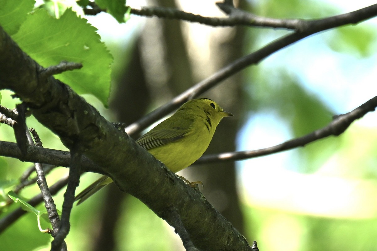 Wilson's Warbler - france dallaire