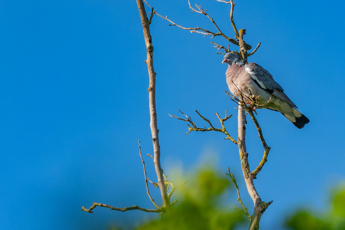 Common Wood-Pigeon - lucien ABAH