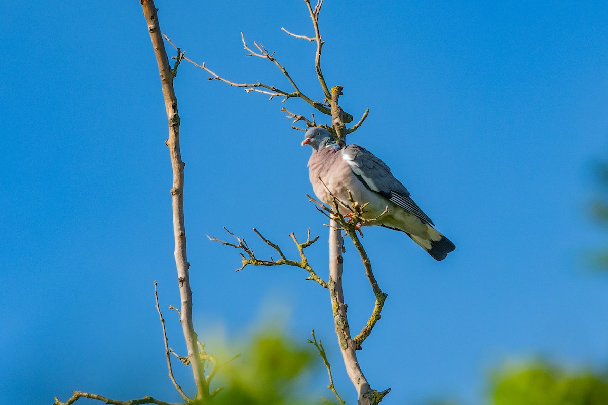 Common Wood-Pigeon - lucien ABAH