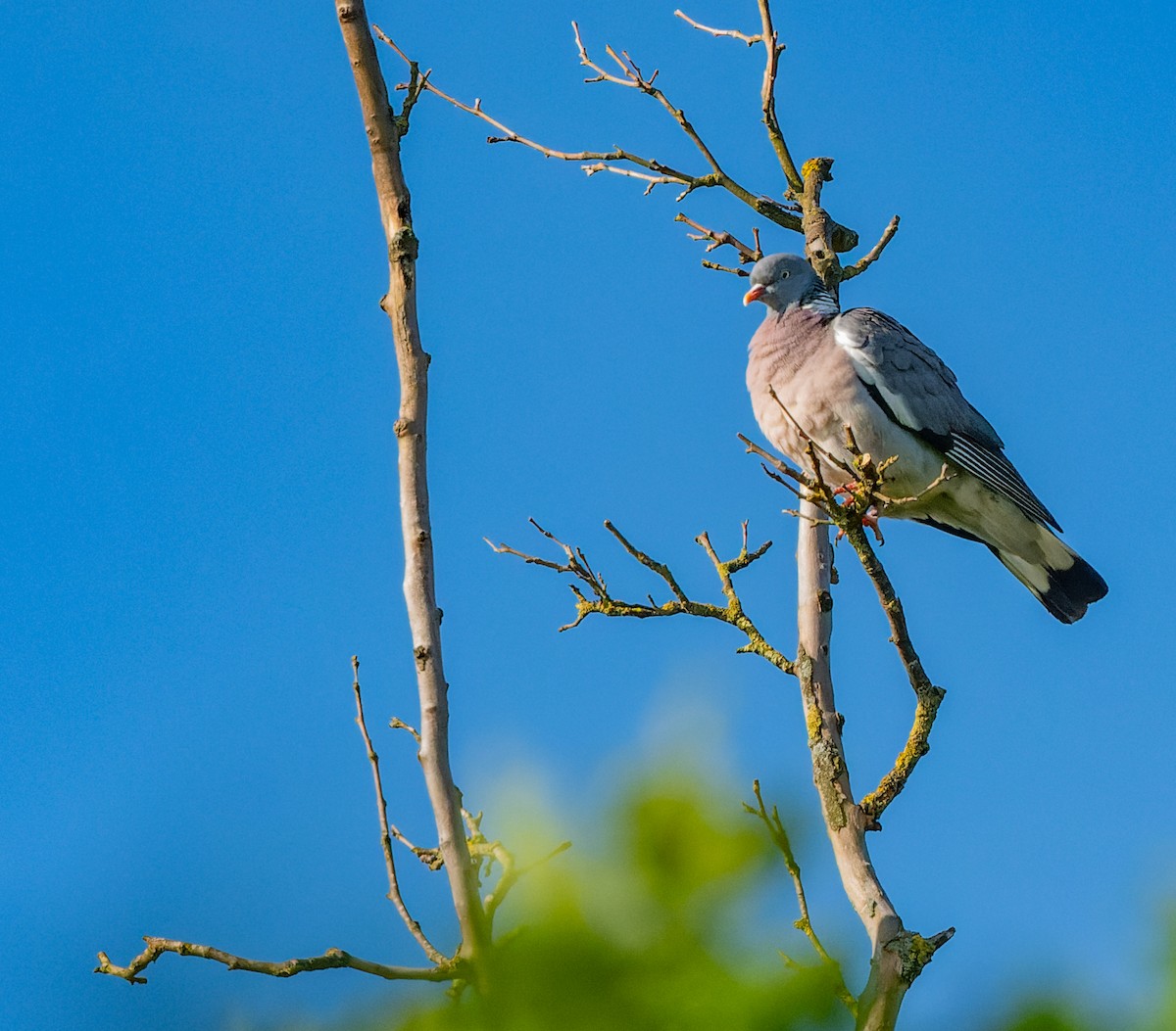 Common Wood-Pigeon - lucien ABAH