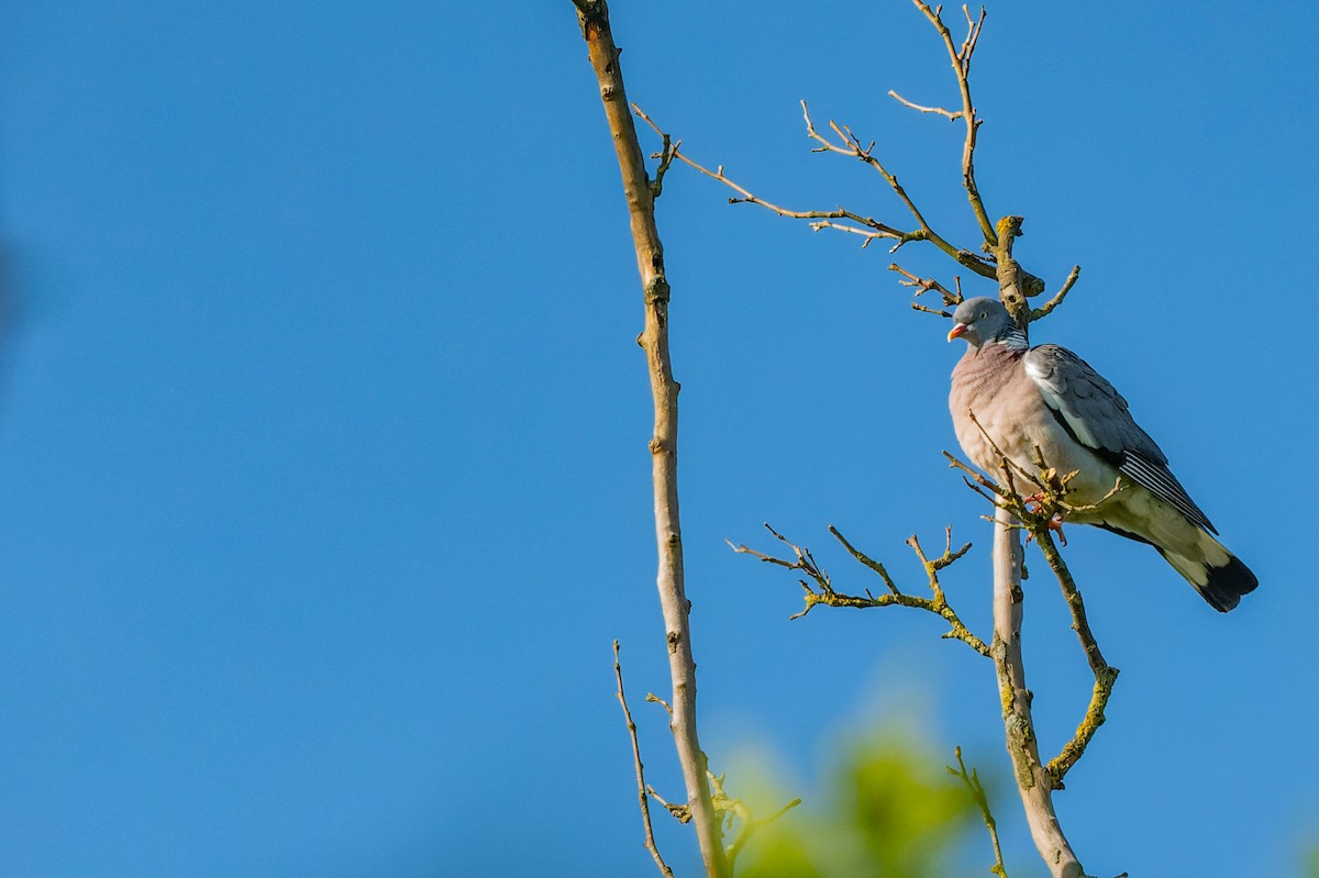 Common Wood-Pigeon - ML619632308