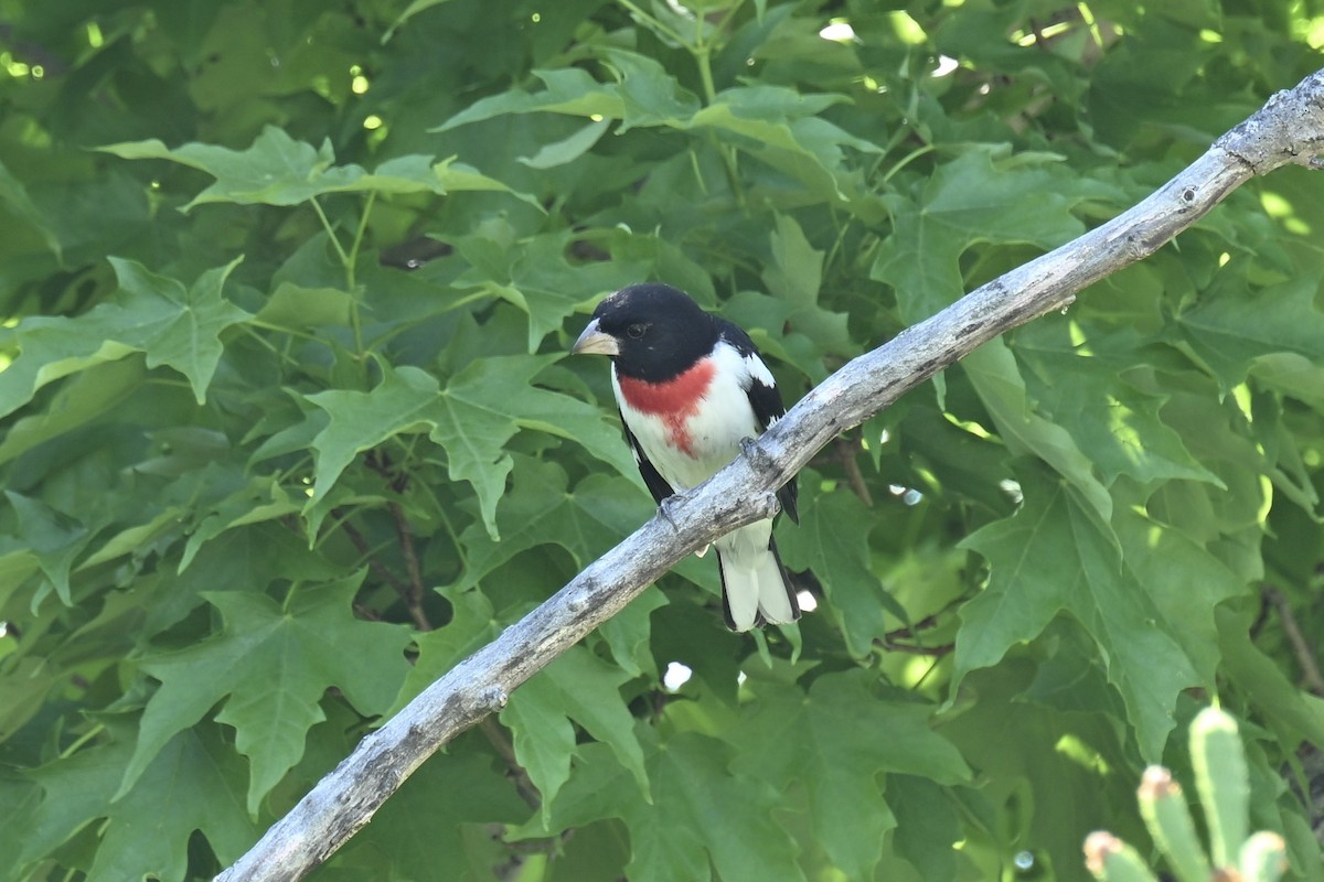 Rose-breasted Grosbeak - france dallaire