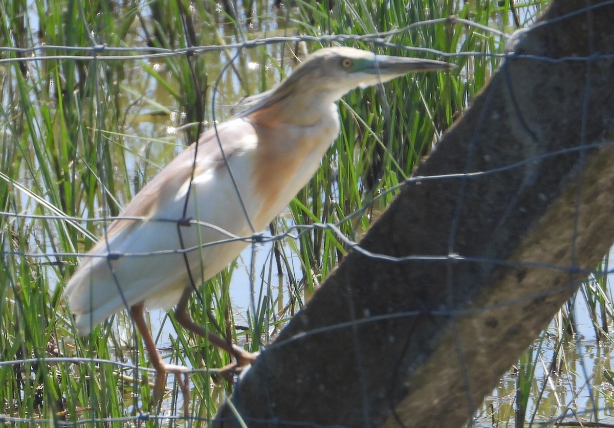 Squacco Heron - ML619632322