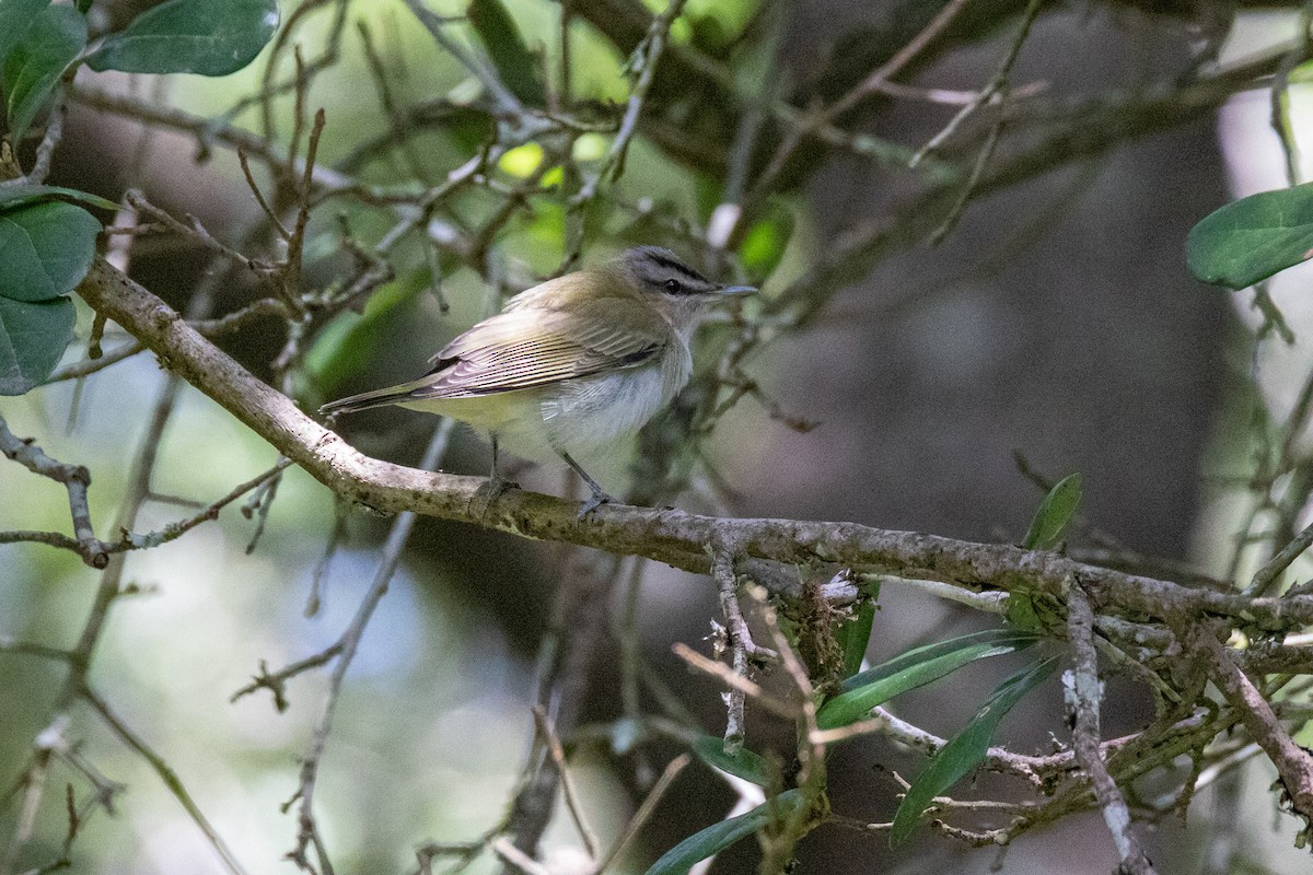 Worm-eating Warbler - Mark Wilson