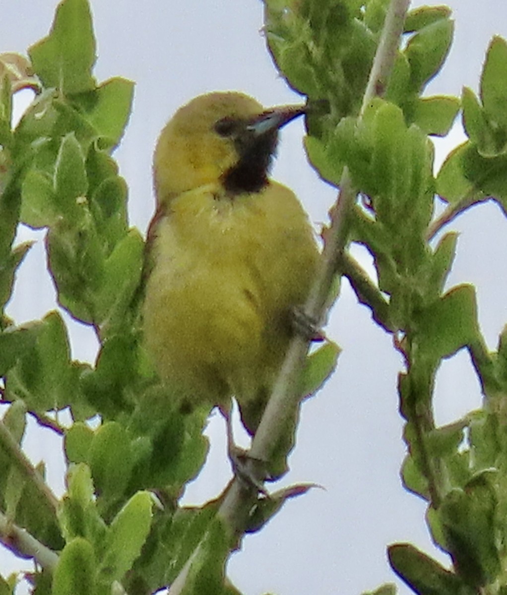 Hooded Oriole - ML619632326