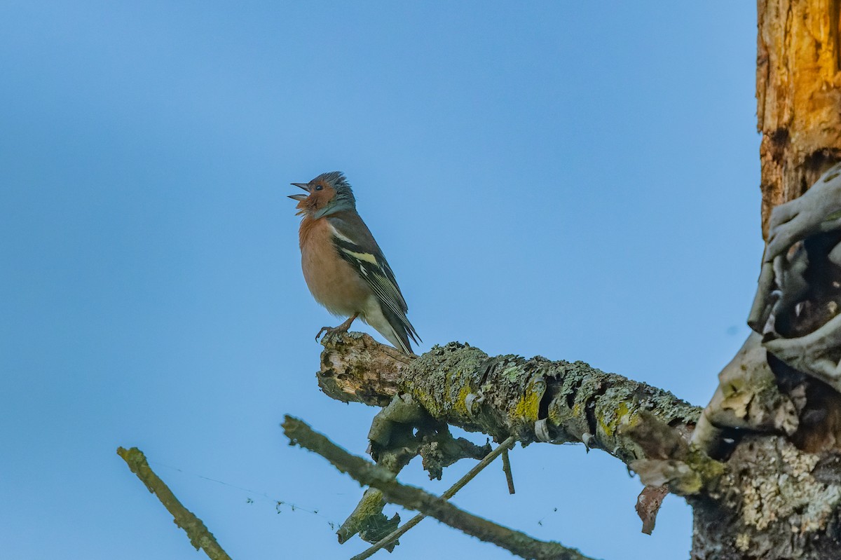 Common Chaffinch - lucien ABAH