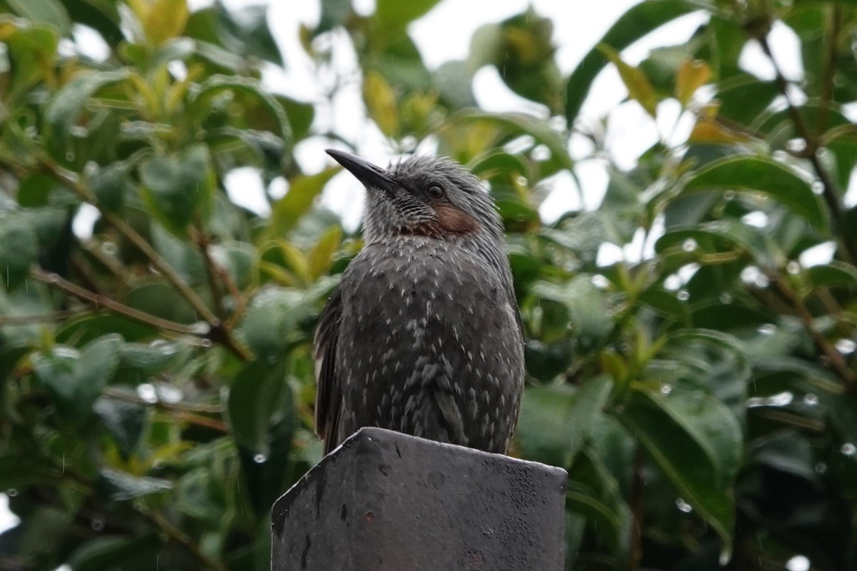 Brown-eared Bulbul - ML619632335