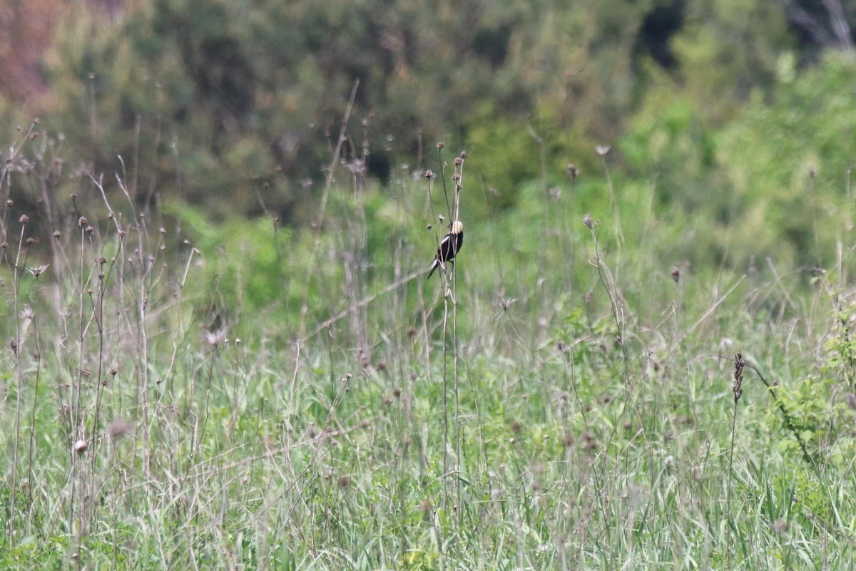 Bobolink - Keith Matthieu