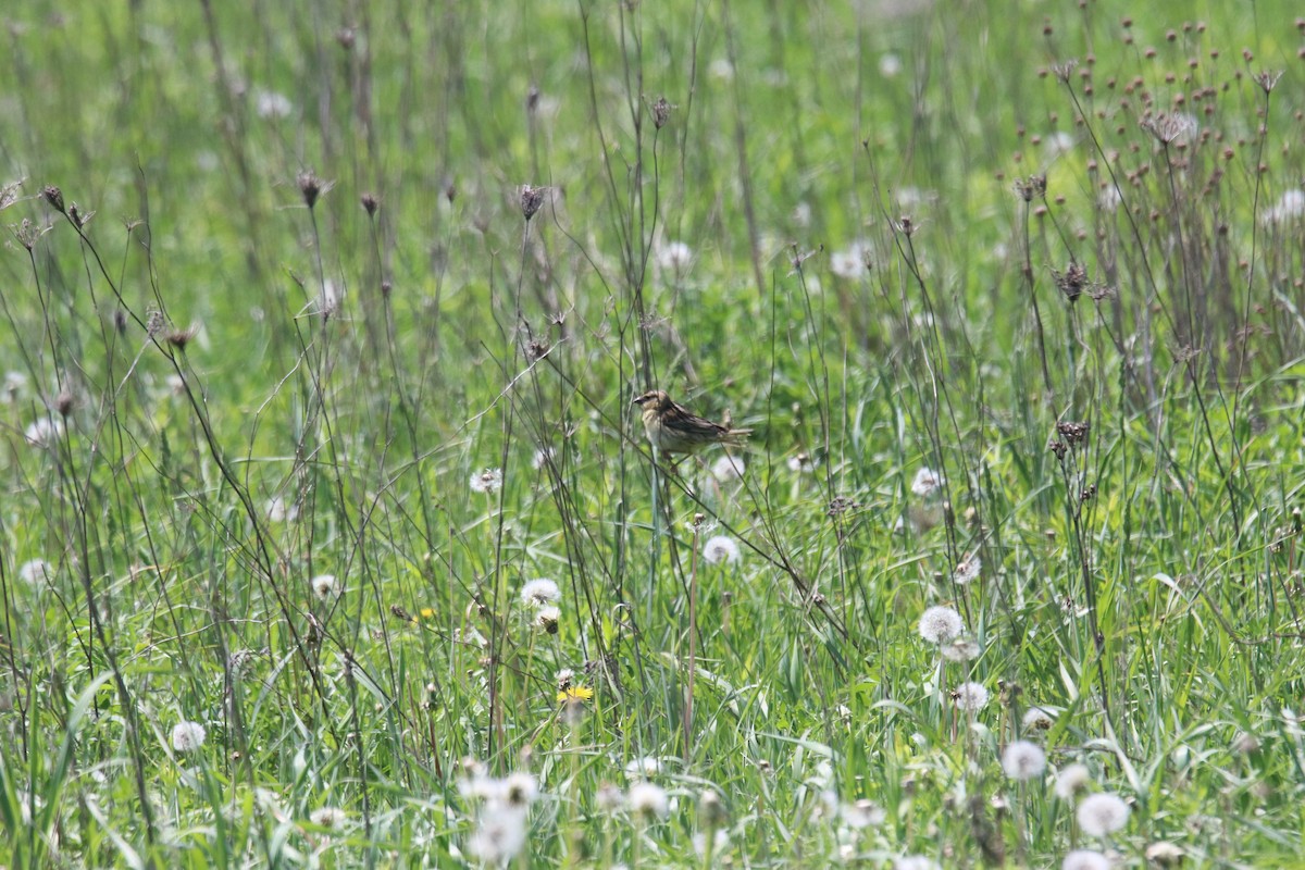 Bobolink - Keith Matthieu