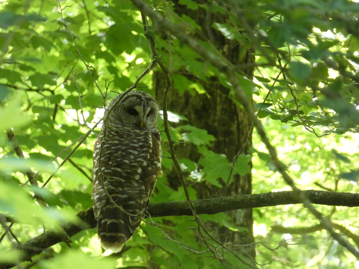 Barred Owl - C Long