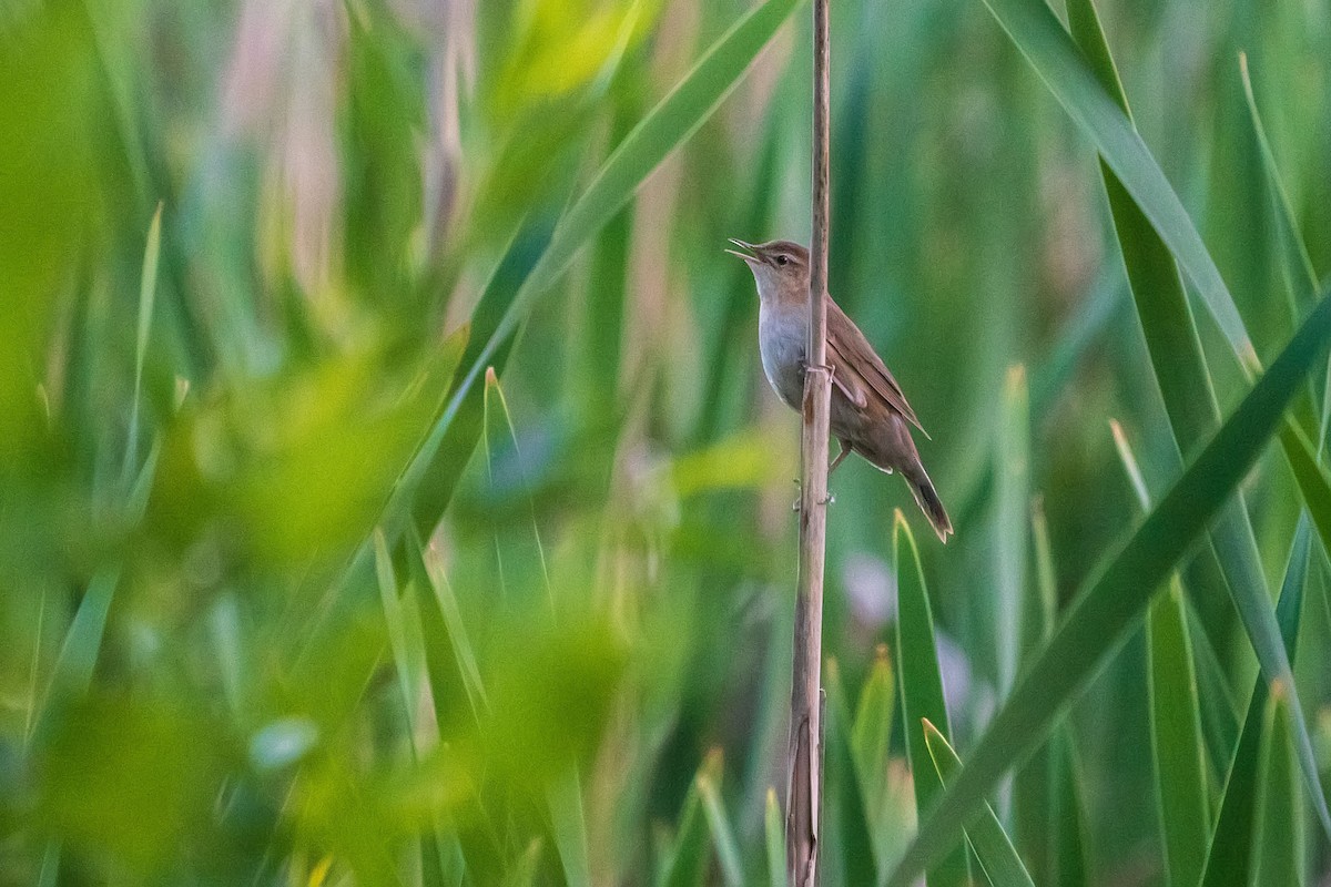 Savi's Warbler - Núria Ferrer Barbany