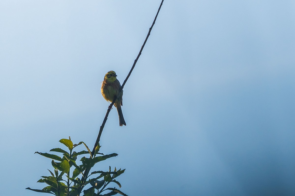 Yellowhammer - Núria Ferrer Barbany