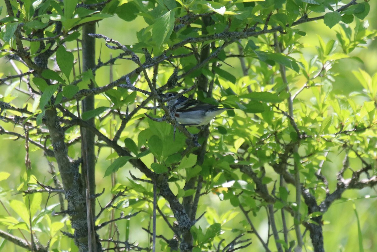 Chestnut-sided Warbler - Keith Matthieu