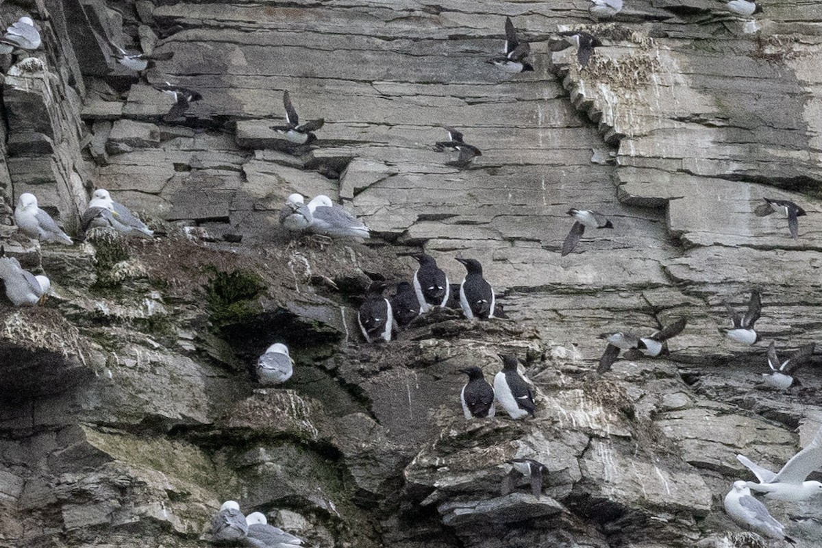 Thick-billed Murre - Carol Holmes