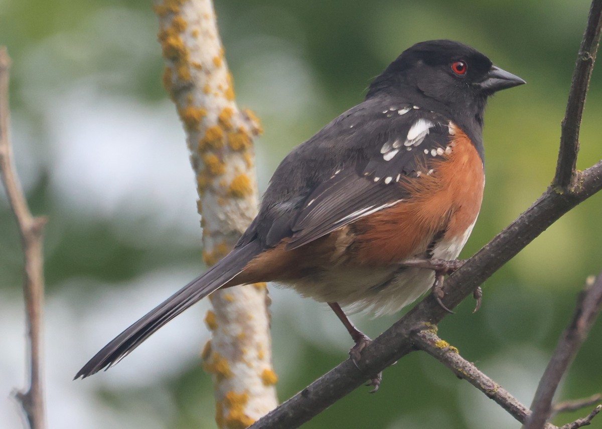 Spotted Towhee - Tim Janzen