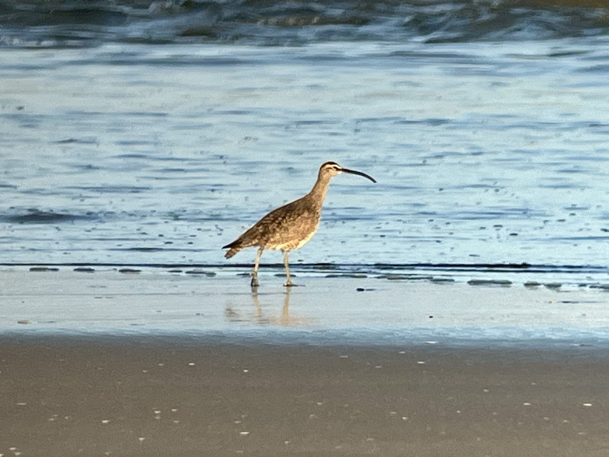 Whimbrel - Tim Rodenkirk