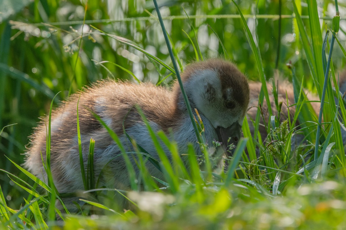 Egyptian Goose - ML619632371