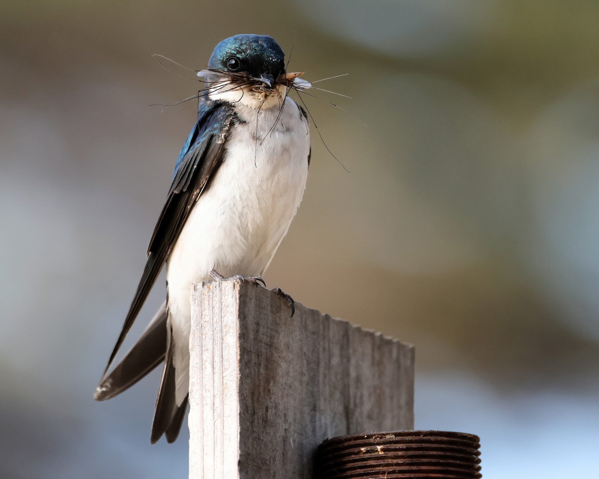 Tree Swallow - Torgil Zethson