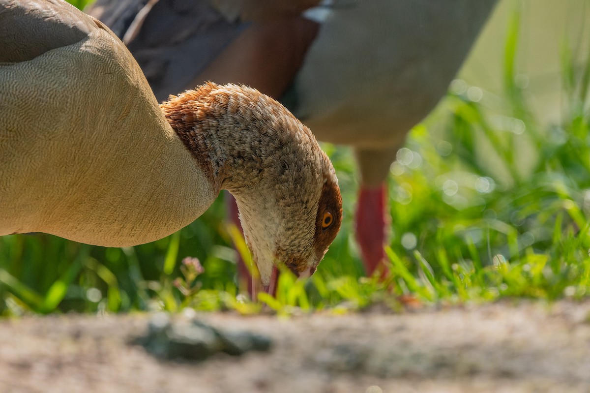 Egyptian Goose - lucien ABAH