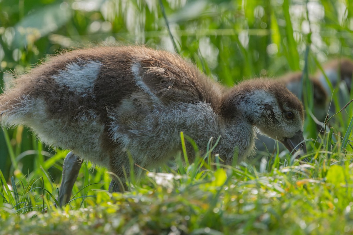 Egyptian Goose - ML619632382