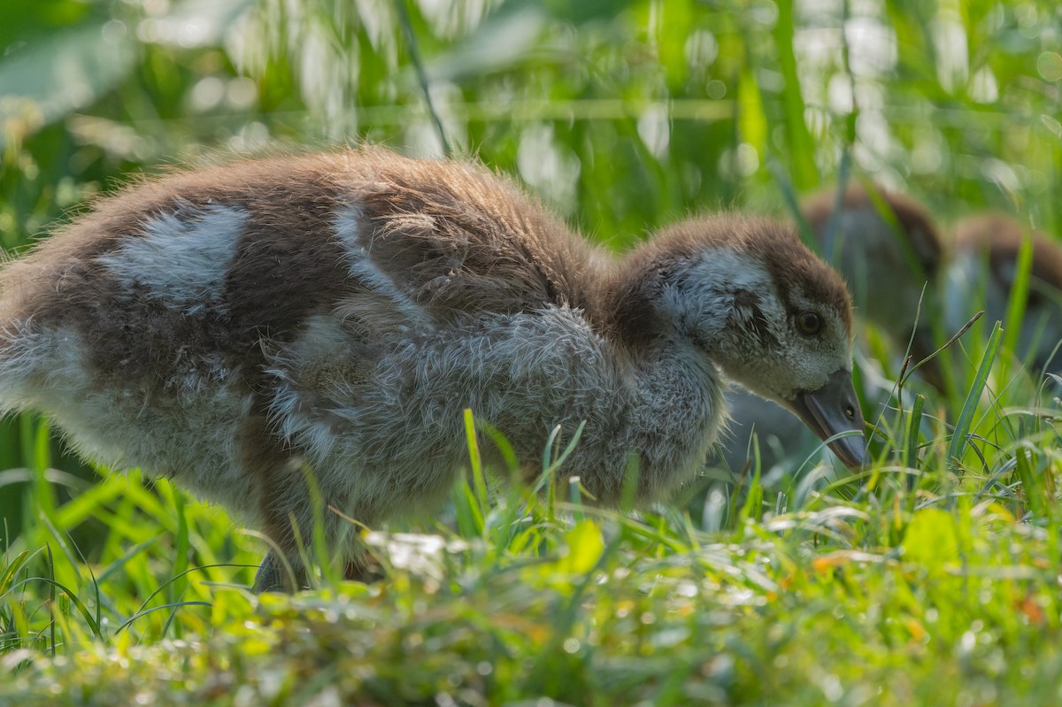 Egyptian Goose - ML619632383