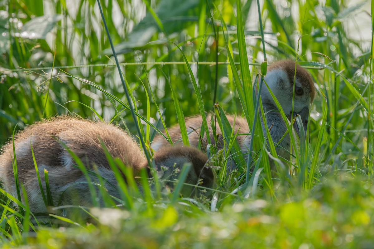 Nilgans - ML619632386