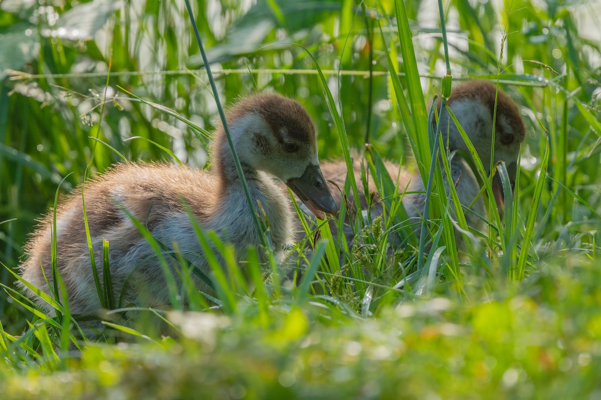 Egyptian Goose - lucien ABAH