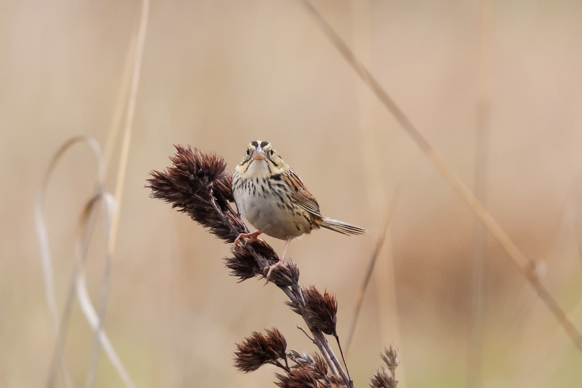 Henslow's Sparrow - Kees de Mooy