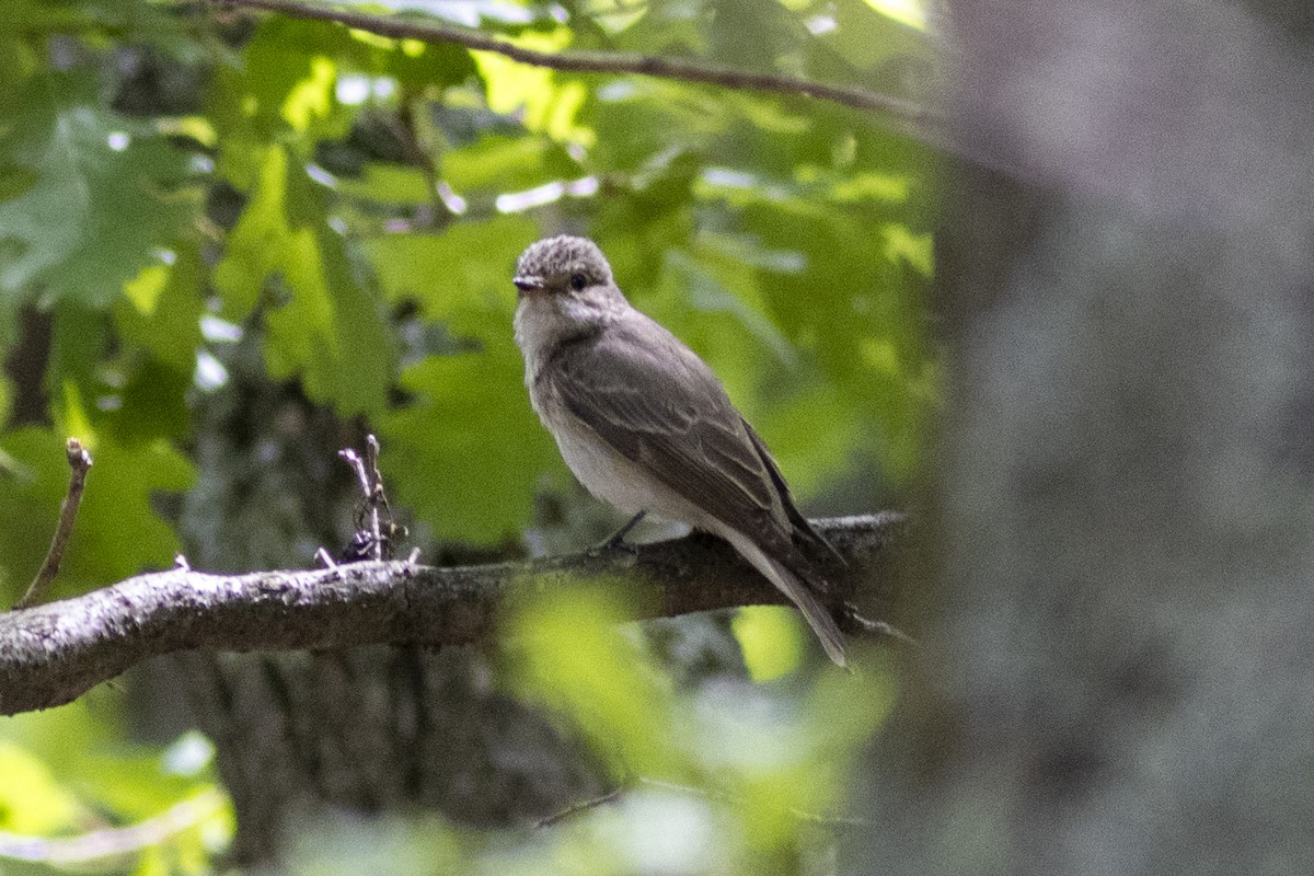 Spotted Flycatcher - Radoslav Devedzhiev