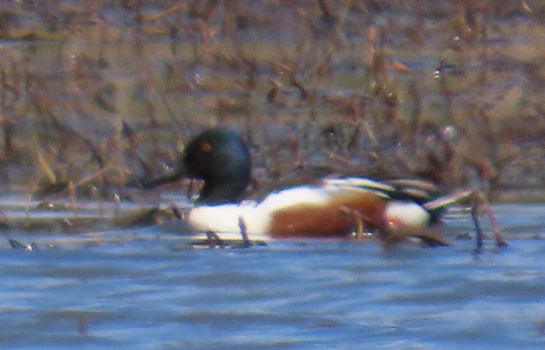 Northern Shoveler - Catherine Hagen