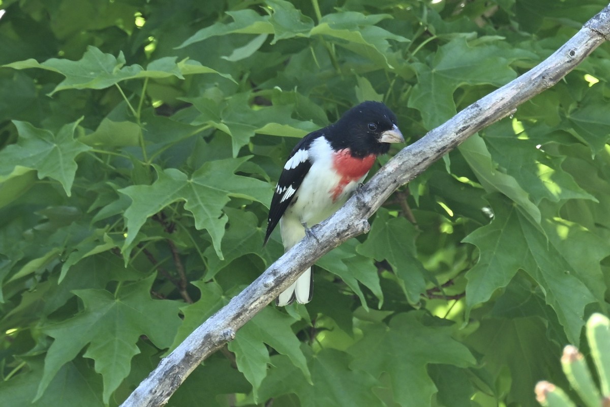 Rose-breasted Grosbeak - france dallaire