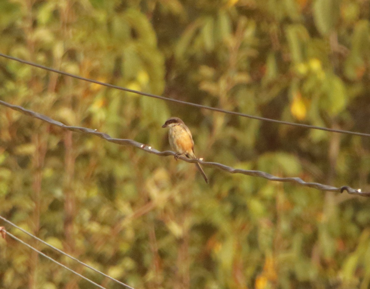 Long-tailed Shrike - Meruva Naga Rajesh
