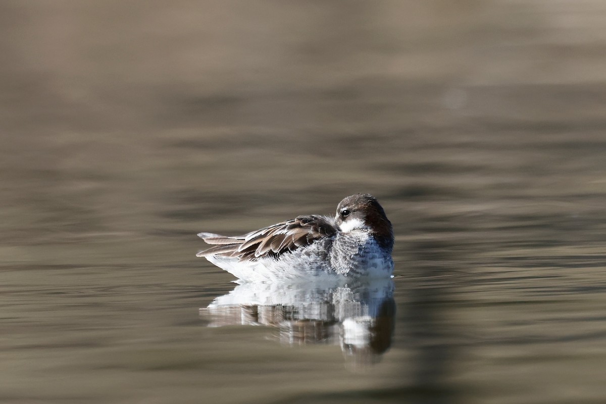 Red-necked Phalarope - Torgil Zethson