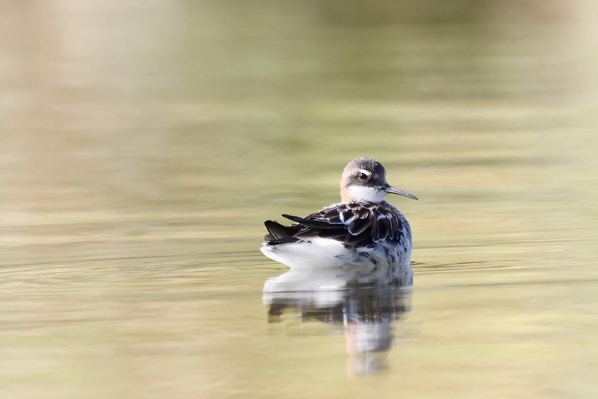 Red-necked Phalarope - Torgil Zethson